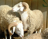 Kambing Gibas Kambing Gibas