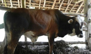 01 Qurban yang sudah dibeli oleh Pesantren