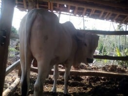 02 Qurban yang sudah dibeli oleh Pesantren
