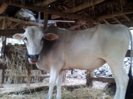 03 Qurban yang sudah dibeli oleh Pesantren